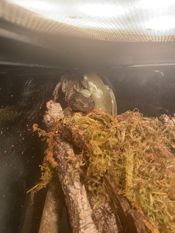 Petco Green Tree Frog - Lively & Eco-Friendly Pet