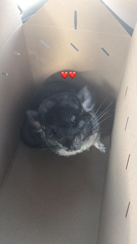 chinchilla for sale petco