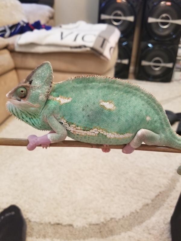 jackson chameleon for sale petco