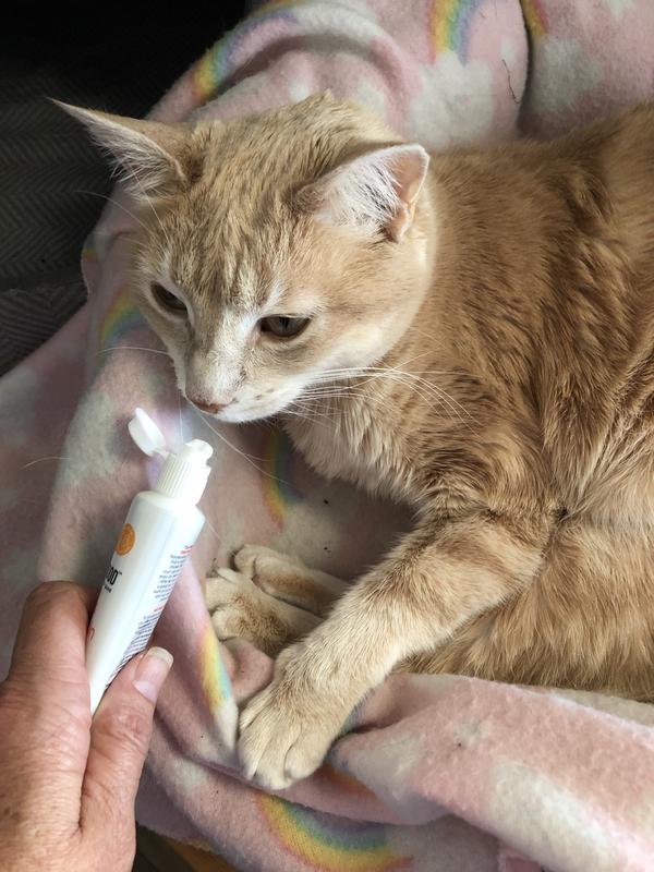 Petco store cat toothpaste