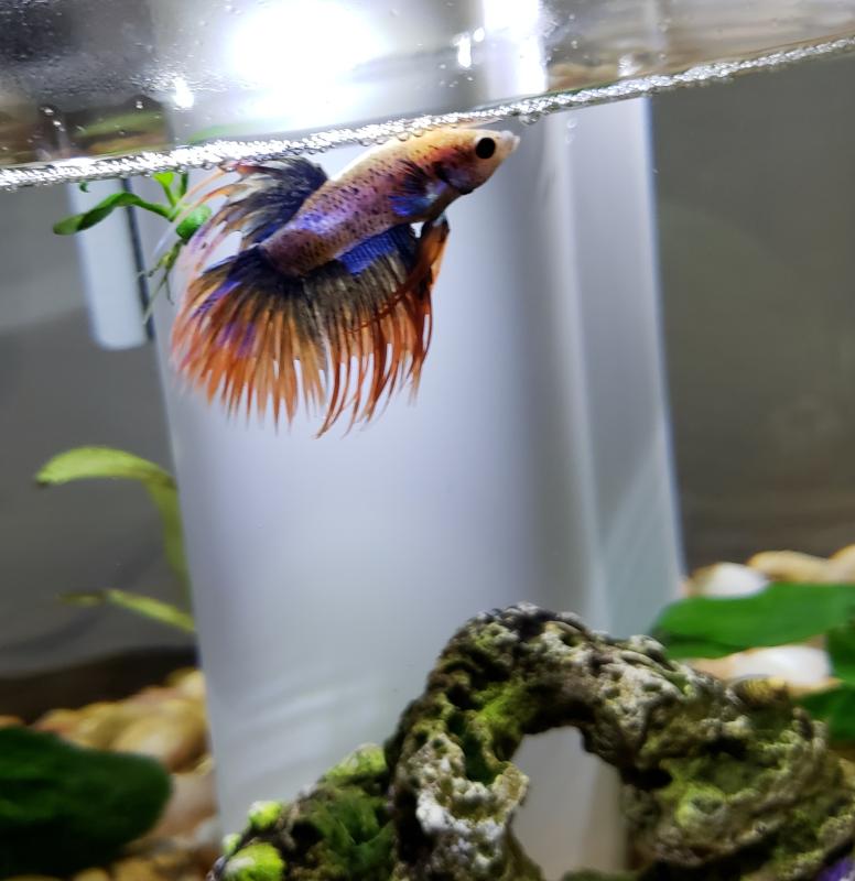 Happy Betta