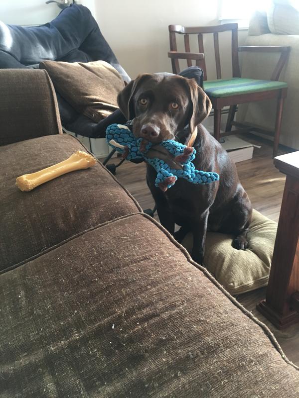 Kong Dino!
