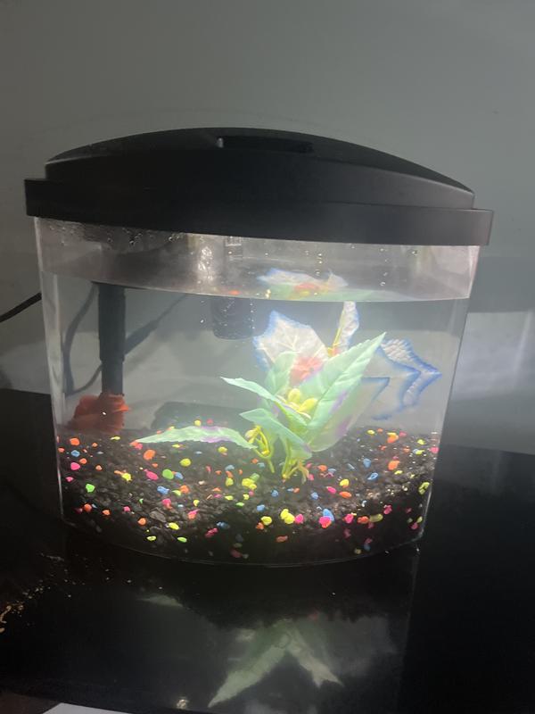 AQUEON LED MiniBow SmartClean Fish Aquarium Kit, Black, 5-gal