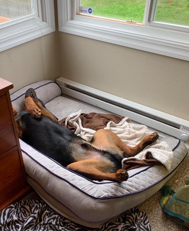 tranquil sleeper memory foam dog bed