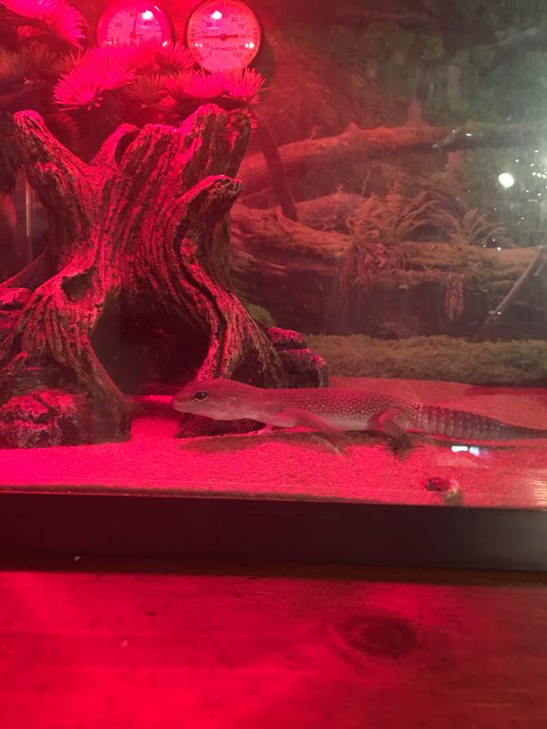 Light for leopard gecko