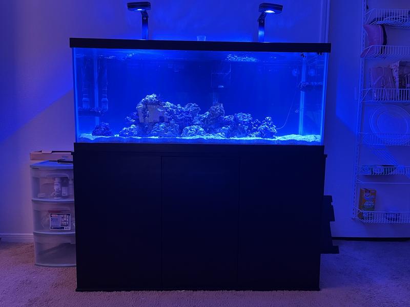 I built the stand and refurbished the 90 gallon aquarium. There's still  scratches but now Moose has a forever home. : r/Aquariums