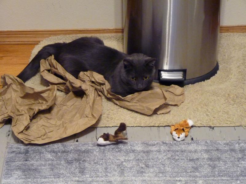 Which one to pounce on?  That is the question!