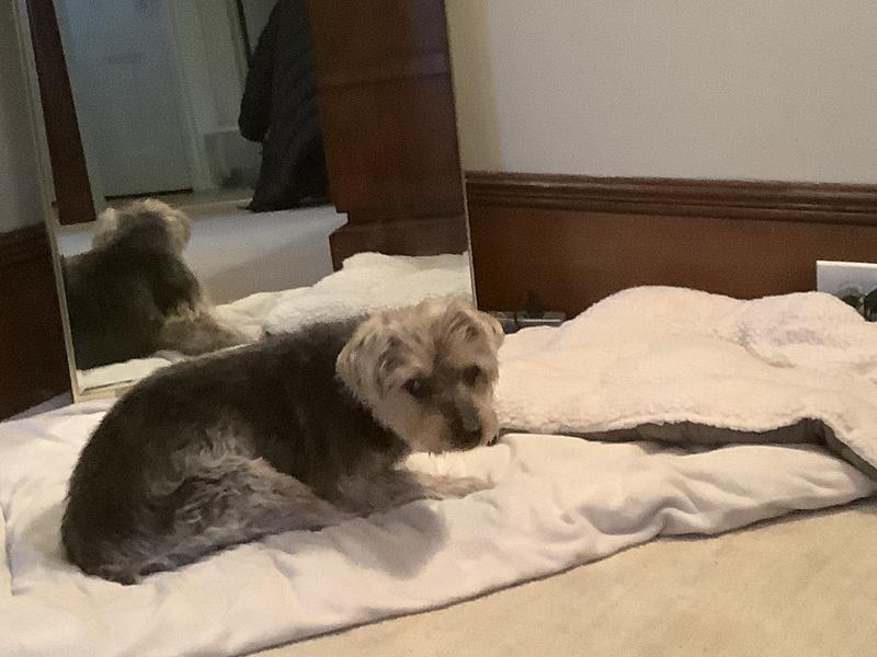 “Charlie”. Was reported as a purebred Yorkie!  He is 18 lbs and twice the size.  Only resemblance is his coloring.