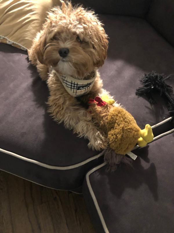 A happy dog!
