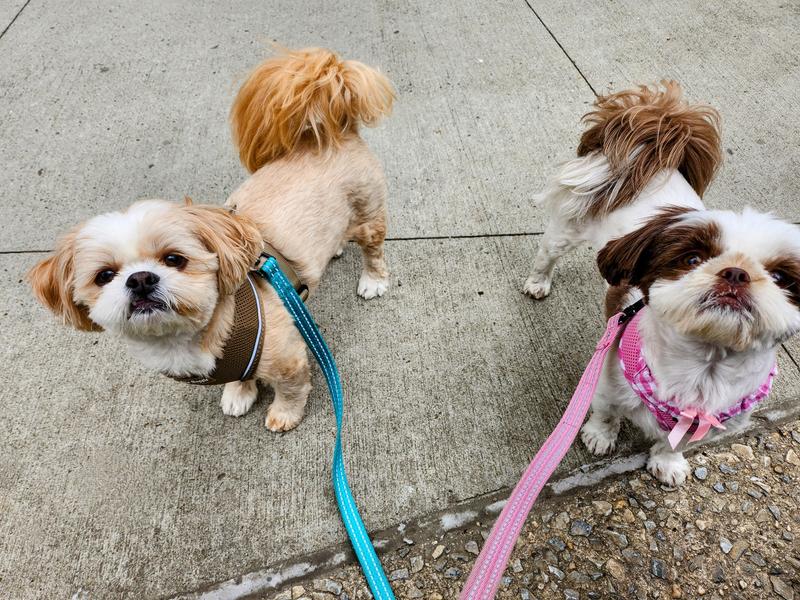 Freshpet Vital GrainFree Beef & Bison Dog Food 5 lbs