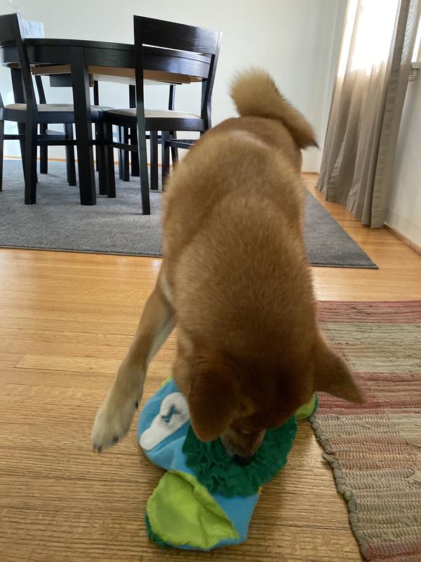 Fun New Toy