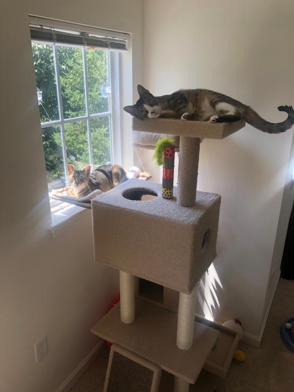7 level cat tree