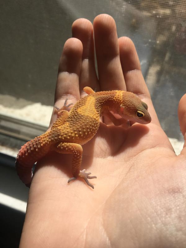 Leopard gecko best sale breeders near me