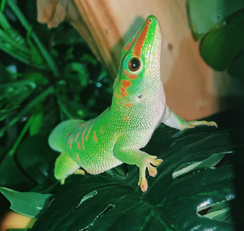 petco anole