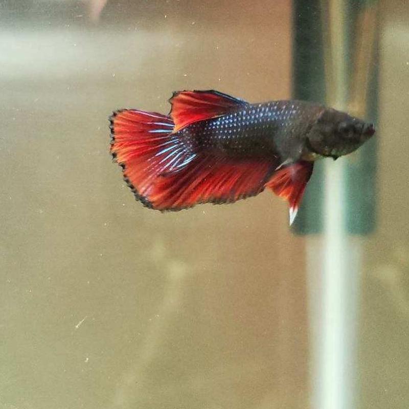 Juvenile betta clearance fish