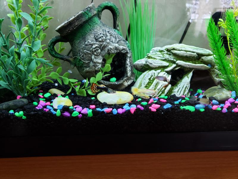 aqueon 13 gallon widescreen petco