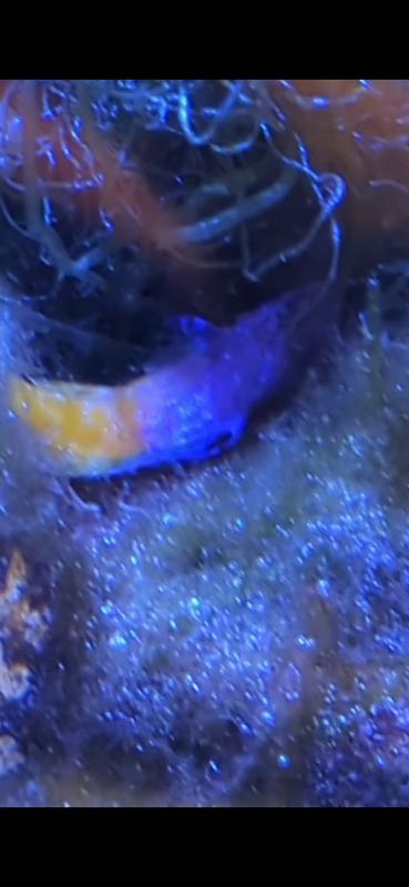 Morning I found the fish lying sideways and barely moving