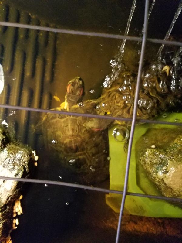 Spoiled turtles