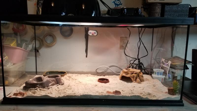 zoo med bearded dragon kit 40 gallon