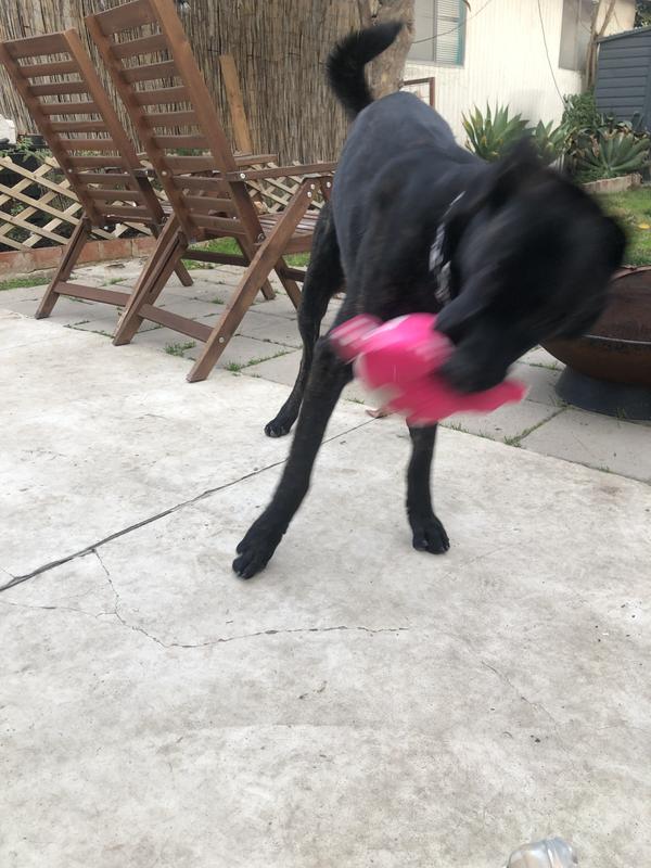 LOOK AT HIM GO!