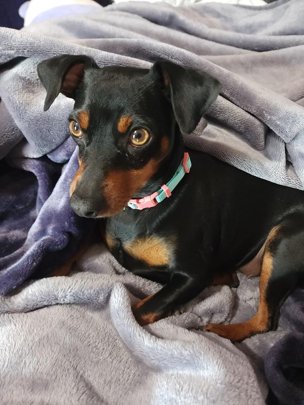 Chihuahua and best sale doberman pinscher mix