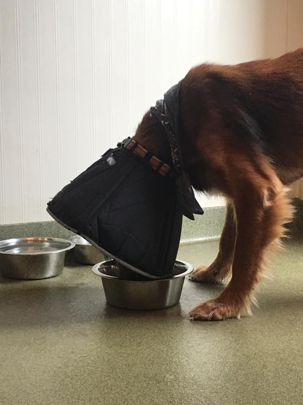 Licking the bowl clean!