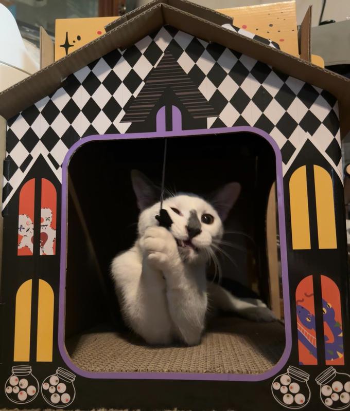 Even with all his might, the hanging bat remains to play with!