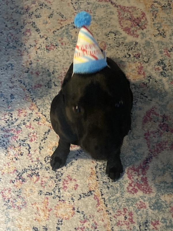 Petco shop birthday hat