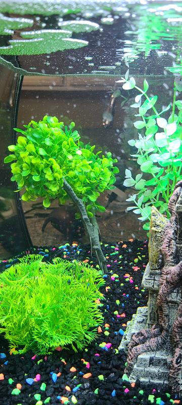 GloFish Java Moss Aquarium Plant