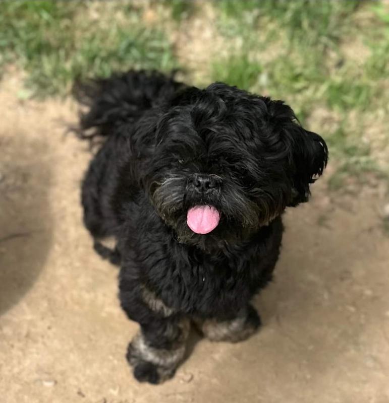 My three Shih Tzu