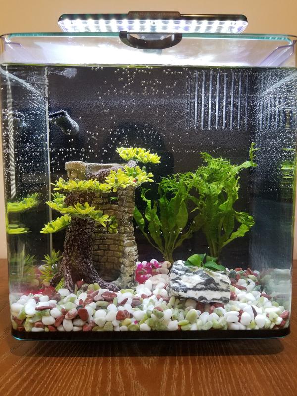After 8 hours or so in a filtered aquarium