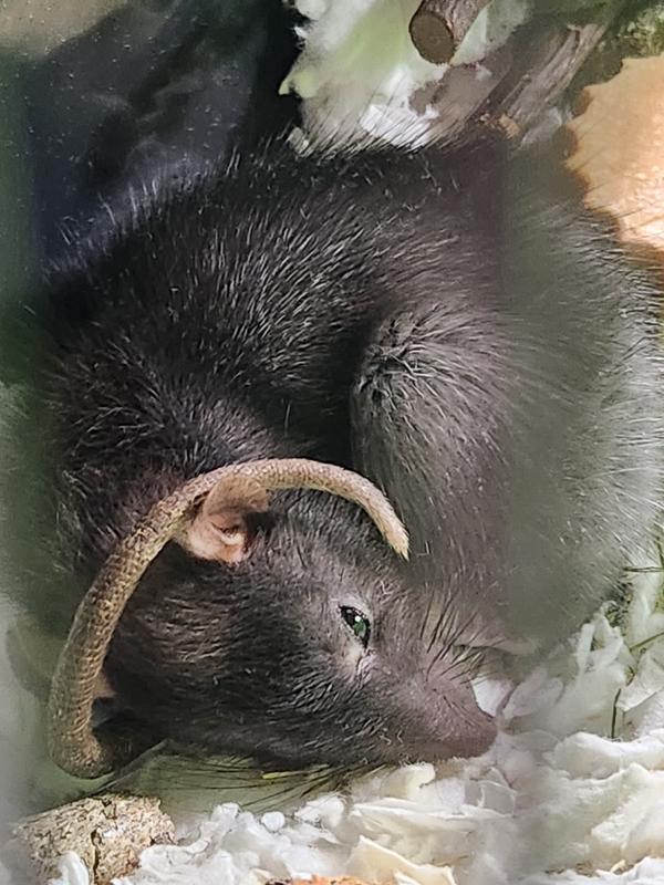 Female rats for sale best sale near me