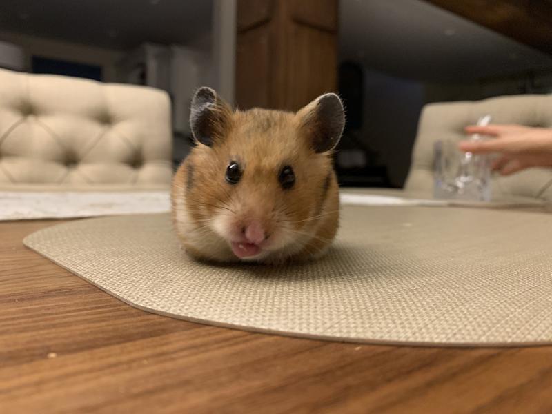 Large syrian clearance hamster