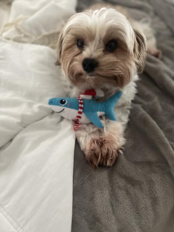 Rambo with his shark!