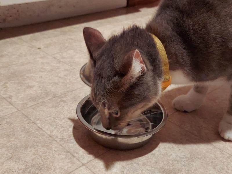 EveryYay Dining In Glass Bowl Insert for Pets, 1.75 Cups