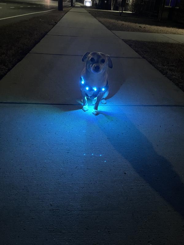 Led store dog harness