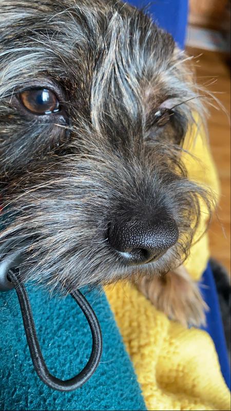 petco zymox ear solution