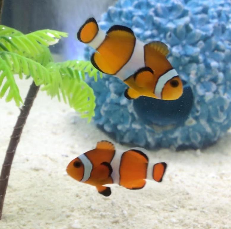 nemo fish petco