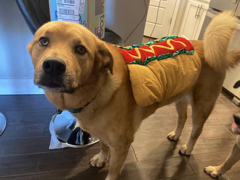 Hotdog Vendor Dog Costume