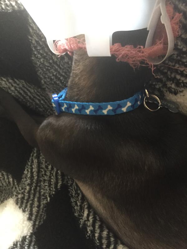 Photo - commentaire&nbsp;7.