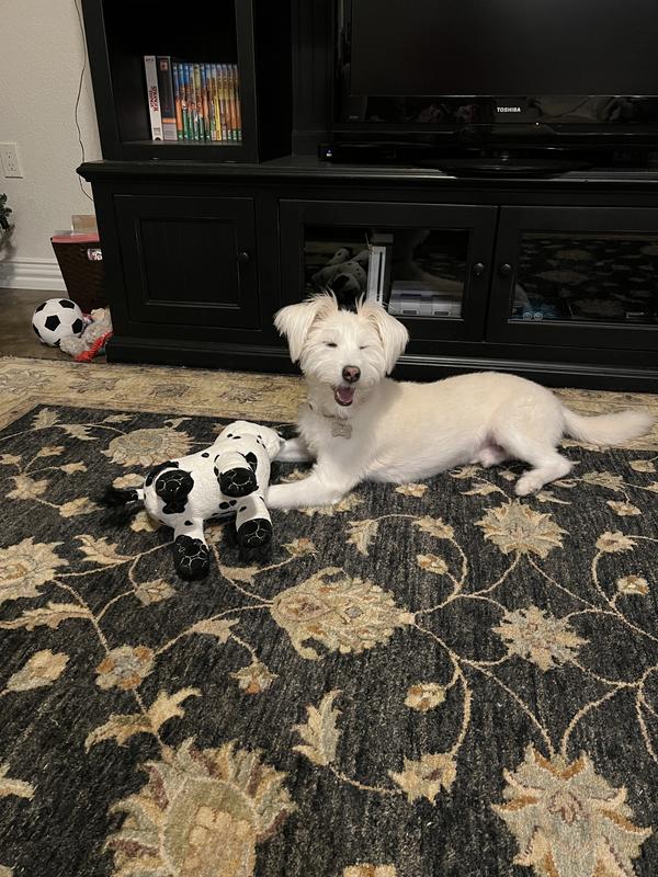 Samwise with his cow (Clarabelle) soon after he first got her!