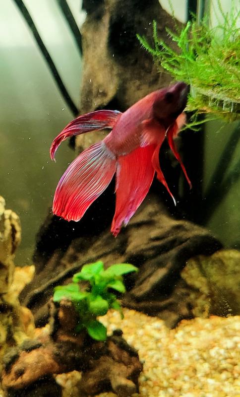 Zoo med betta dial a clearance treat