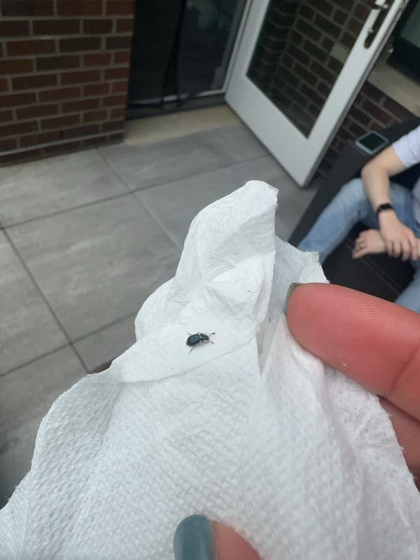 Adult beetle