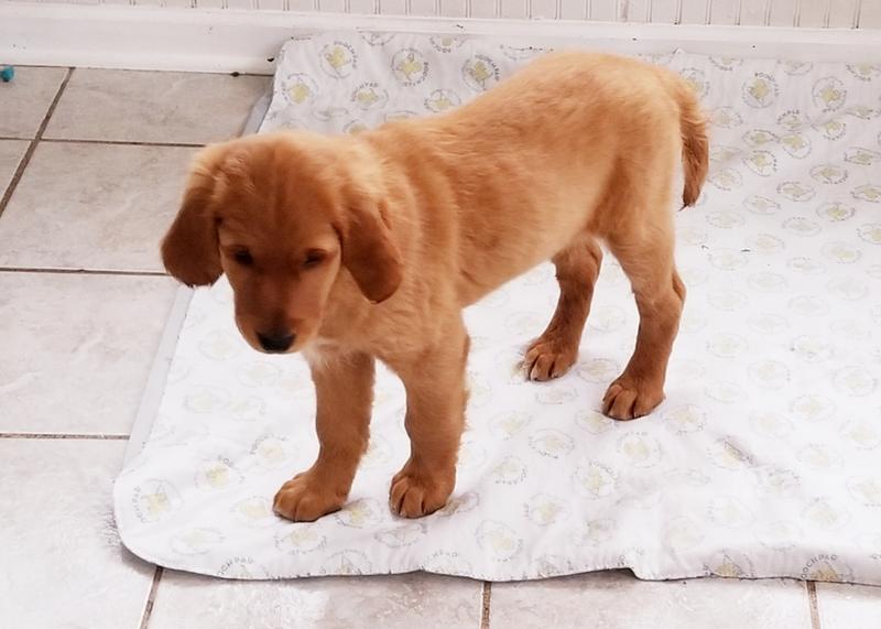 Extra large PottyPad