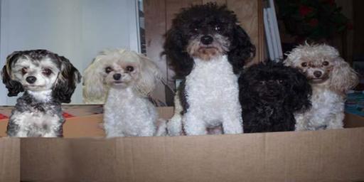 MY 5 PUPPIES