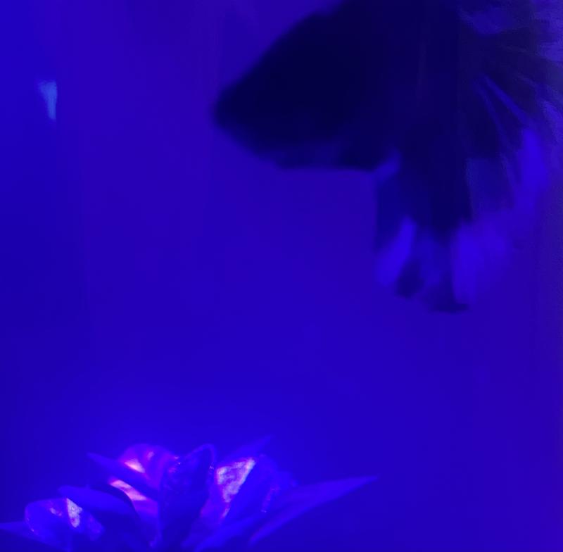 Male Butterfly Bettas For Sale: Order Online 