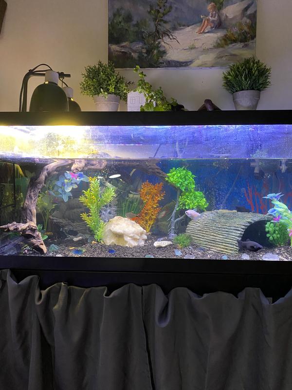 New plants in my aquatic turtle/fish aquarium