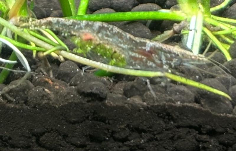 Amano Shrimp for Sale Order Amano Shrimp Online Petco