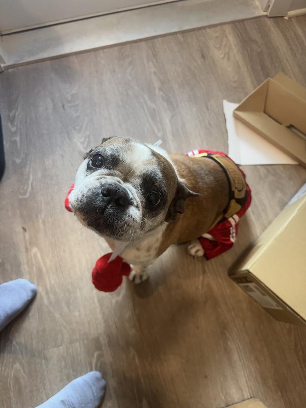 Frenchie boxer