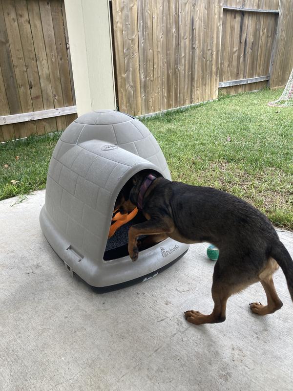 Igloo Dog House Petmate Indigo Dog Home Dog Igloo Petco